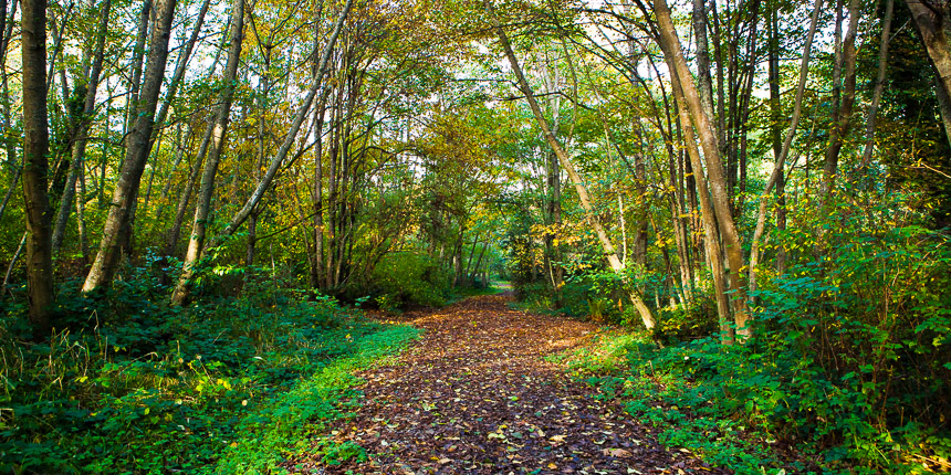a photograph of a path through a forest during early fall colors