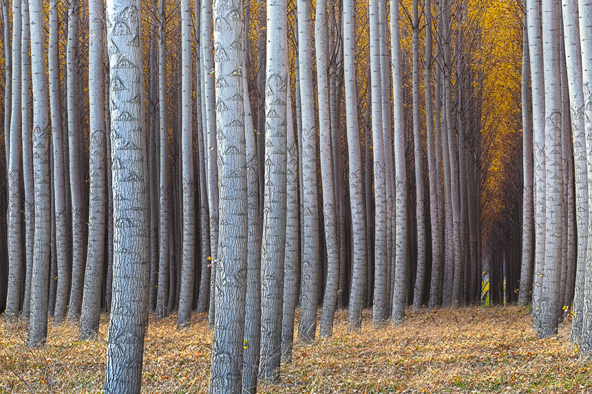 a photograph of trees taken at a tree farm in oregon