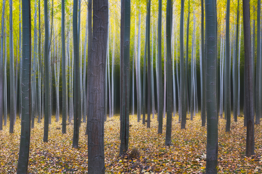 a surreal photograph of trees taken at a tree farm in oregon