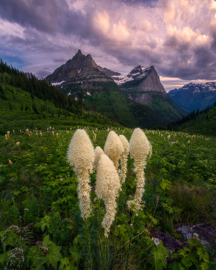 photo of beargrass wildflowers in a meadow along Logan's Pass in Glacier National Park, Montana