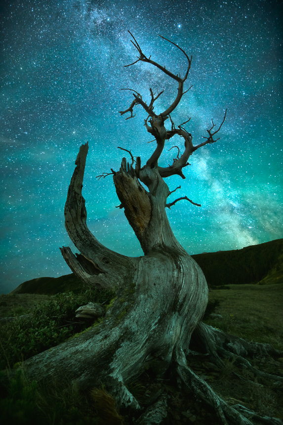 A night sky photo featuring the milky way galaxy and an ancient dead tree.