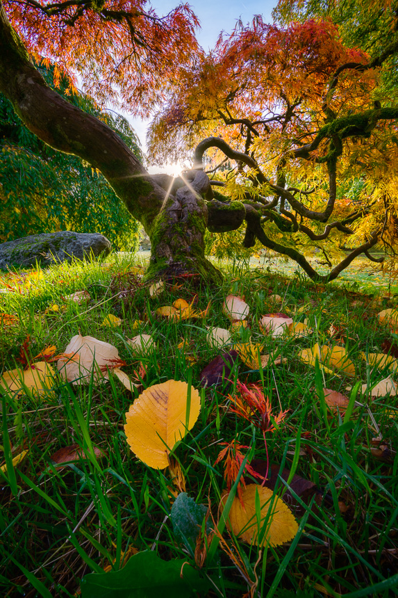 Photo of a japanese red maple tree with sunstar during autumn